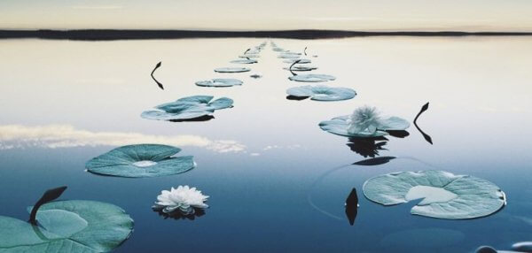 suda duran bir sürü nilüfer