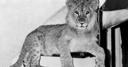 christian siyah beyaz