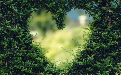 kalp şeklinde yeşillik