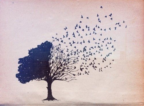 Kuşlara ayrılan bir ağaç