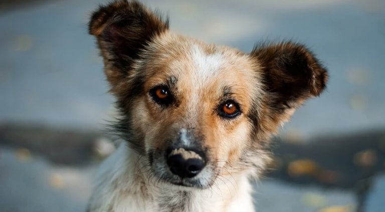 Meraklı Köpek Yavrusu: Özyansıtma Hakkında Güzel Bir Hikaye