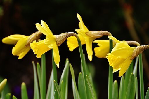 narcissus