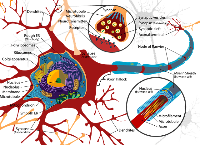 sinir yapısının şeması