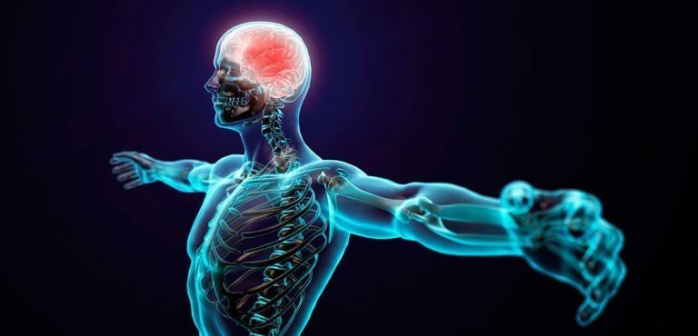 insan iskelet yapısı