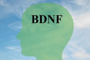 BDNF Nasıl Arttırılabilir? Sağlıklı Beyin Hücreleri İçin Anahtar Bir Protein