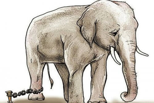 ayağı zincire bağlı üzgün fil