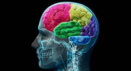 Bir Bağımlının Beyni: İstek Ve İhtiyacın Anatomisi