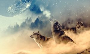 Amerika Yerlilerine Göre Kurt Tıbbı