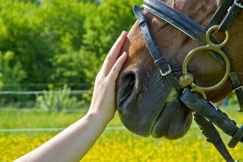 at yardımlı terapi