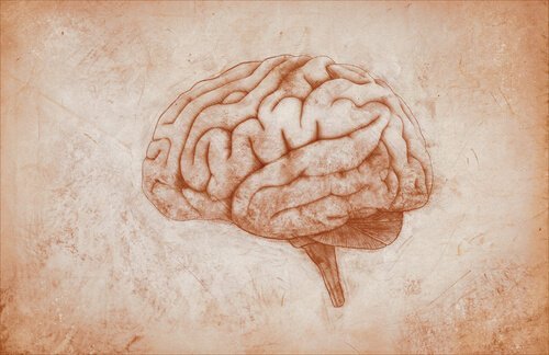 beyin eskizi