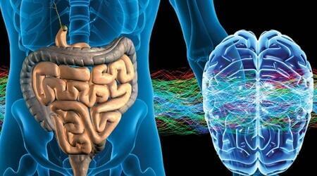 Enterik Sinir Sistemi: İkinci Beyin
