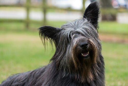 siyah skye terrier