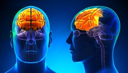 üçlü beyin ve özellikleri