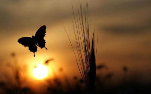 tarlada uçan kelebek
