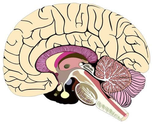 beyin grafiği