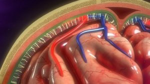 Meninksler: Yapıları ve İşlevleri