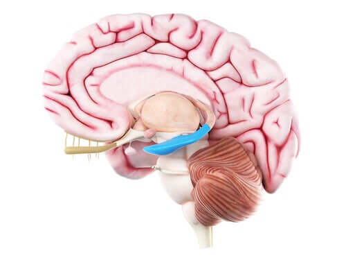Beyin ve hipokampus