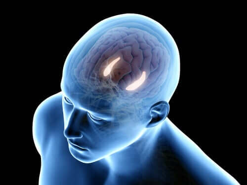 Hipokampus insan beyni