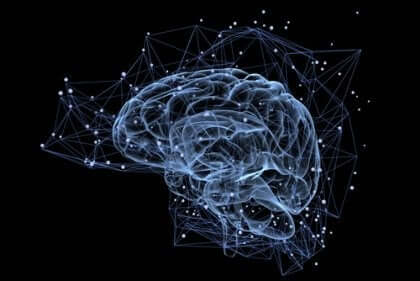 insan beyni bağlantıları