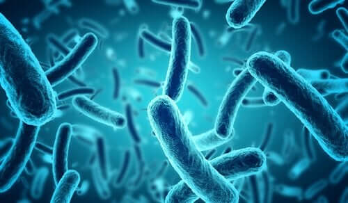 mavi bakteriler