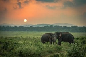 Üzgün Filler: Gerçek Bir Hikaye