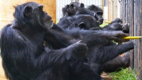 şempanze grubu