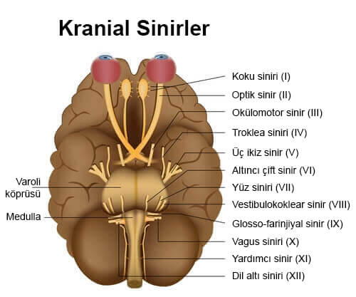 kranial sinir grafiği