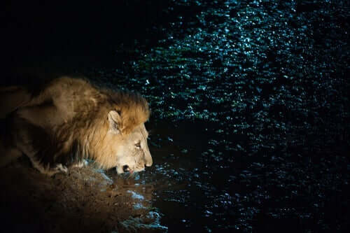 Su içen bir aslan.