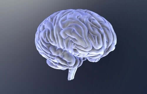 beyin görseli