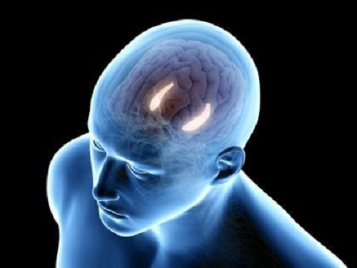 İnsan hipokampüsünün temsili bir illüstrasyonu.