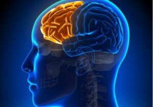 Diseksekütif Sendrom: Frontal Lob Başarısız Olduğunda