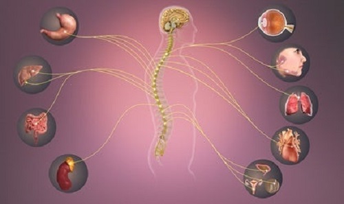 Sempatik sinir sisteminin bir temsili.