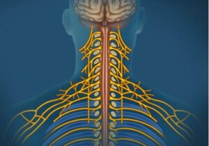 Somatik Sinir Sistemi: Özellikleri ve İşlevleri