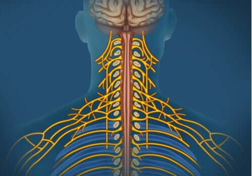 Somatik Sinir Sistemi: Özellikleri ve İşlevleri