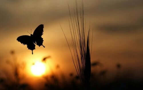 Güneşe doğru uçan kelebek