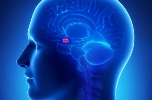 beyindeki amigdala