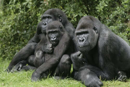 Goril grubu