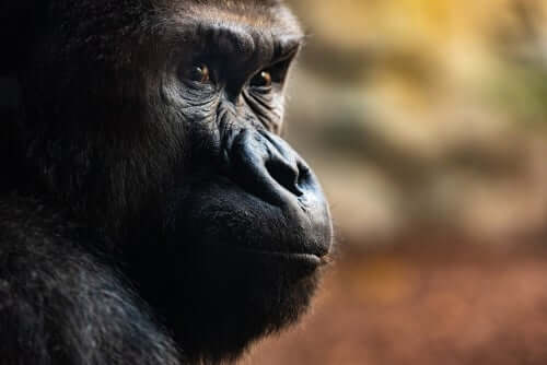 Gorillerin Düzenlediği 3 Etkileyici Cenaze Töreni