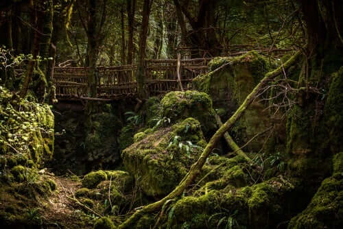 Bir ormanın içerisindeki bir köprünün çizimi.