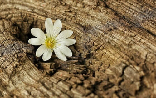 Bir ağacın gövdesinden çıkmış bir çiçek.