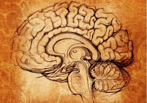 Lentiküler Nükleus: Öğrenme ve Motivasyon Merkezi