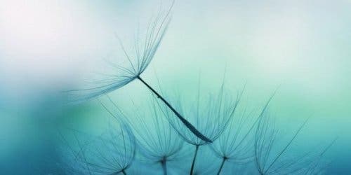 Gökyüzünün altında uçuşan çiçekler