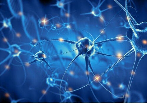 Nöronların faaliyetleri.
