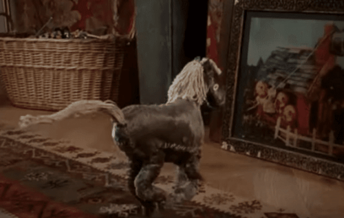 Rüya Bilmecesi ve küçük bir at.