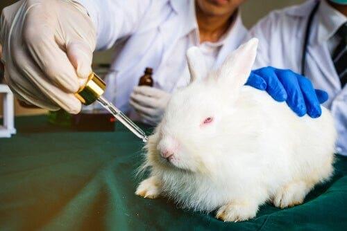 Üzerinde hayvan testleri yapılan bir tavşan.