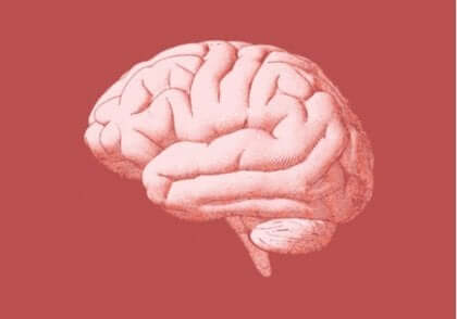 insan beyni görseli