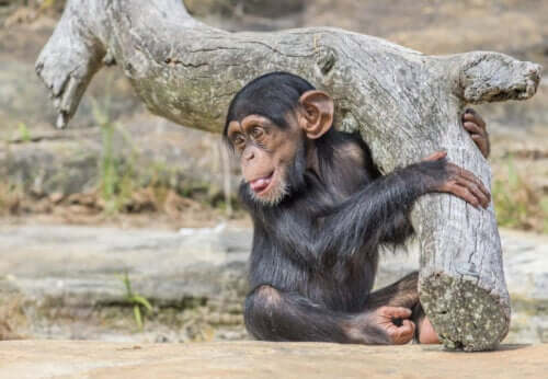 Bir bebek şempanze.