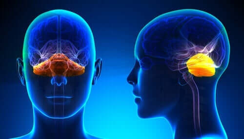 beynin anatomisi
