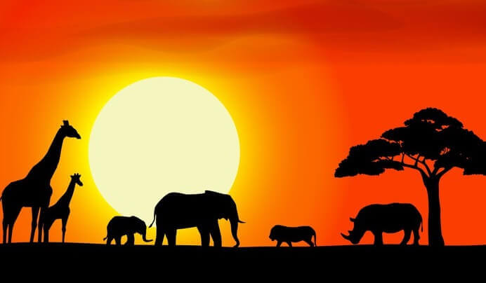 Afrika'da hayvanlar