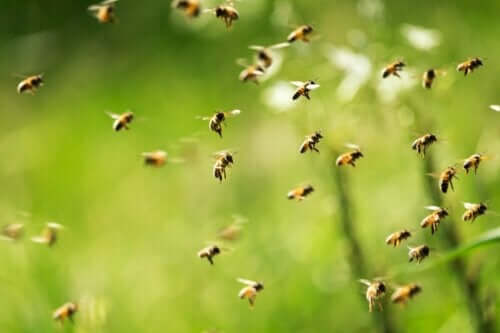 uçan arı sürüsü ve apifobi belirtileri